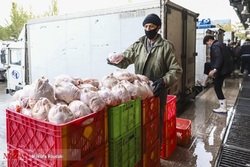 دبیر انجمن تولیدکنندگان زنجیره‌ای گوشت مرغ: ستاد تنظیم بازار نرخ مصوبه مرغ را اعلام نکرده است