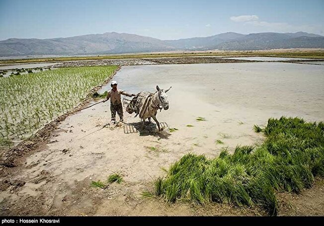کشت دوم برنج در سایه بحران آب؛ سود مقطعی کشاورزان به قیمت نابودی منابع طبیعی