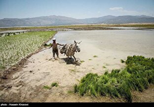 کشت دوم برنج در سایه بحران آب؛ سود مقطعی کشاورزان به قیمت نابودی منابع طبیعی کشت دوم برنج در سایه بحران آب؛ سود مقطعی کشاورزان به قیمت نابودی منابع طبیعی