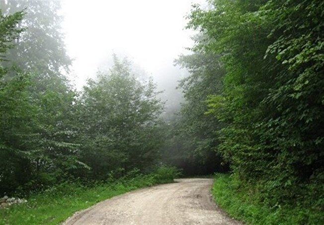 حمله قاچاقچیان چوب به عمق جنگل‌های هیرکانی‌/ تاراج میراث ۴۰میلیون‌ساله با چاشنی بی‌تدبیری!