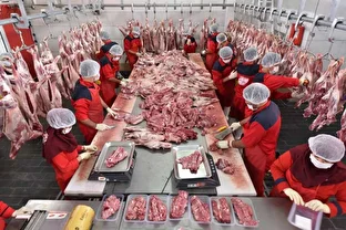 توزیع گوشت وارداتی به قیمت ۷۱۰ هزار تومان در فروشگاههای زنجیرهای توزیع گوشت وارداتی به قیمت ۷۱۰ هزار تومان در فروشگاههای زنجیرهای